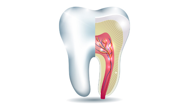 endodontie das problem an der wurzel packen full